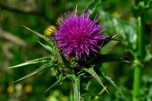 Scopri di più sull'articolo Decotto di cardo mariano