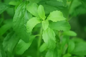 Scopri di più sull'articolo Dott.ssa posso sostituire lo zucchero con la stevia o altri dolcificanti?