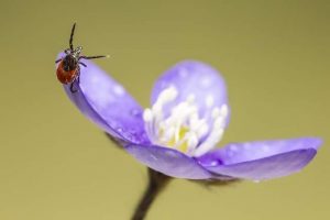 Scopri di più sull'articolo LYME, UN AIUTO DALLA NATURA