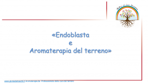 Scopri di più sull'articolo Lezione n. 16 – Biotipo Endoblasta e Oli Essenziali