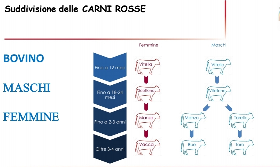 Scopri di più sull'articolo Chiarimento sui tipi di carne