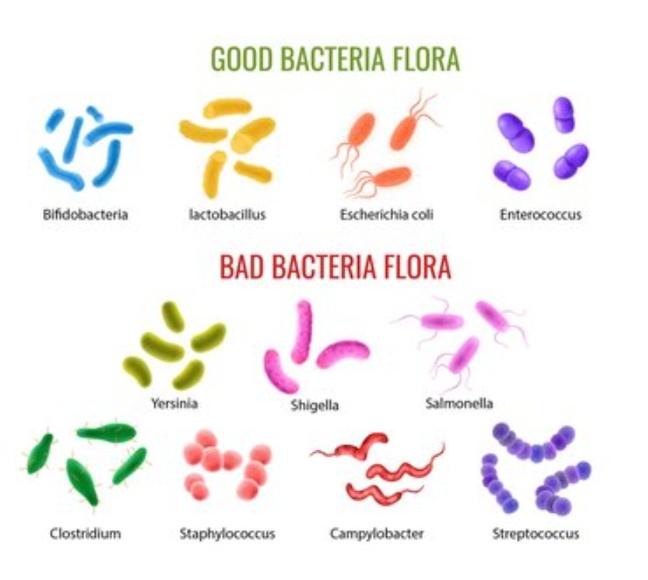 Al momento stai visualizzando Microbiota, cosa accade alla nascita?