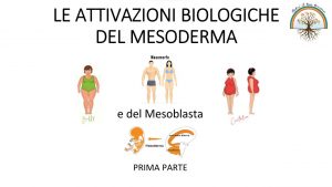 Scopri di più sull'articolo Lezione n. 30 – Mesoblasta e foglietti