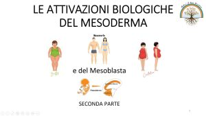 Scopri di più sull'articolo Lezione n. 34 – Le attivazioni del mesoderma e del mesoblasta 2a parte