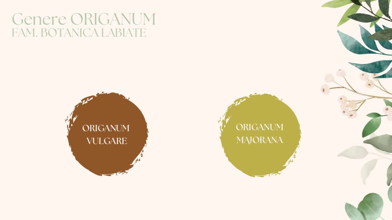 Scopri di più sull'articolo Lezione n. 19 – Gli oli essenziali nella gestione delle varie situazioni cliniche ed emozionali,3 parte