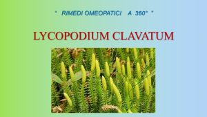 Scopri di più sull'articolo Lezione n. 30 – Materia medica: Lycopodium